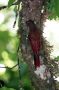 CostaRica06 - 152 * Woodcreeper